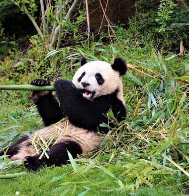 panda zoo beauval mammals asia bamboo china white black 380x395 1